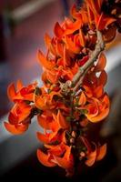 de skön röd-orange butea mono blomma blooms i natur i en träd i de trädgård. foto
