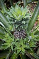 grön ananas frukt växande i trädgård på madhupur, tangail, bangladesh. foto