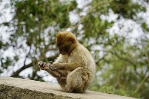 ung barbary makak apa Sammanträde på sten vägg foto