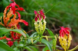 klättrande lilja eller gloriosa superba blomning i naturlig trädgård foto