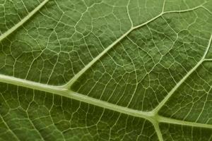 närbild av grön blad nerver, generat ai foto