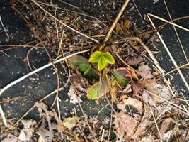 ung jordgubb plantor i de trädgård i tidigt vår innan transplantation in i de jord. växande organisk jordgubbar på en odla. foto