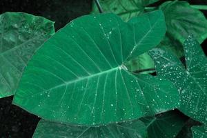 alocasia odora lövverk eller jätte upprätt elefant öra, exotisk tropisk blad. foto