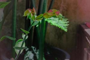 liten fågel växt, toffel växt, candelilla, pedilanthus bracteatus, euphorbia bracteata. foto