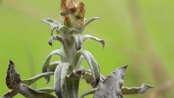 ogräs blomma i de morgon- foto