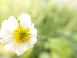 skön vit blomma på suddig bakgrund. naturlig skönhet. foto