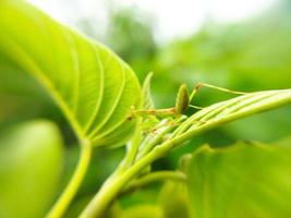 bön- bönsyrsa larver på växter. djur- makro Foto. foto
