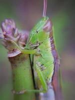 gräshoppa på en växt stam med suddig bakgrund. djur- makro Foto. foto