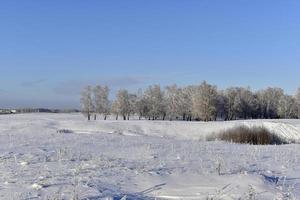 en snötäckt fält i vinter, blå himmel och skog. snö i en vinter- fält under de dag. foto