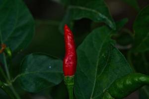 fåglar öga chili foto