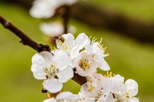 vackert blommande körsbär grenar på som de bin sitta foto