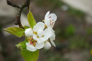 päron träd gren med vit blomning blommor stänga upp, blommig vykort, vår solig dag bild, europeisk trädgård i de morgon, Foto för utskrift på kalender, omslag, tapet, vit delikat blommor