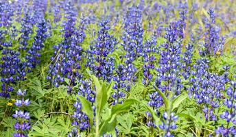 lupinus texensis blomma foto