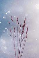 växter silhuett och himmel bakgrund i vintertid foto
