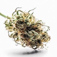 en hög upplösning fotografera av en marijuana sativa knopp på en vit bakgrund foto