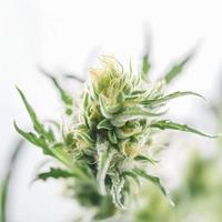 en hög upplösning fotografera av en marijuana sativa knopp på en vit bakgrund foto