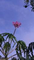 betadin växt. betadin blommor. löv av betadin växt. jatropha multifidia linn foto