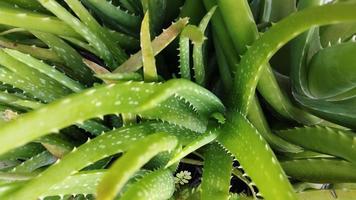 aloe vera växt. aloe vera ört foto