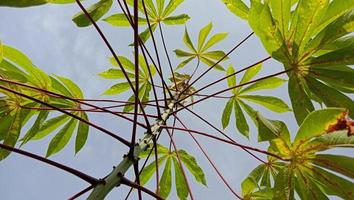 maniok växt. manihot esculenta maniok löv. daun singkong foto
