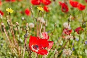 vild röd anemon blommor blomma bland de grön gräs i de äng. underbar vår blomning landskap i de boka av de nationell parkera. sydlig israel. foto