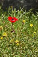 vild röd anemon blommor blooms närbild i vår. öken- av de negev. sydlig israel. foto