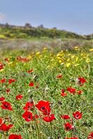 vild röd anemon blommor blomma bland de grön gräs i de äng. underbar vår blomning landskap i de boka av de nationell parkera. sydlig israel. foto