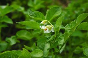 potatisar blomma med vit blommor i de trädgård foto