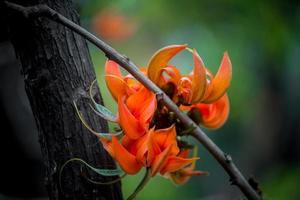 de skön röd-orange butea mono blomma kronblad närbild vyer. foto