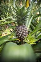 grön ananas frukt växande i trädgård på madhupur, tangail, bangladesh. foto