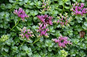 sedum spiurium 'John creech' i blomma foto