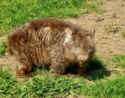 gammal barnosig wombat i Australien foto