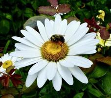 bi med pollen säckar på shasta daisy foto
