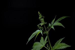 ogräs, cannabis, hampa, marijuana blad på färgrik bakgrund. foto