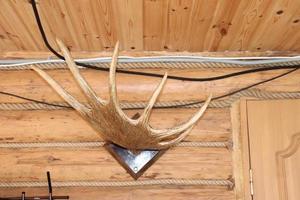 Foto trofén älg horn på de vägg i hus