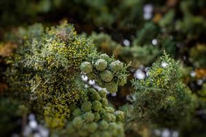 grön cypress träd formning en bakgrund på en sommar dag i Spanien foto