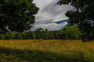 sommar landskap med grön träd, äng, fält och himmel med vit moln foto