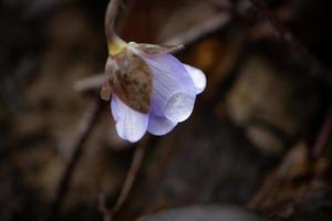 anemon blåsippa nobilis blomma med regndroppe vatten på kronblad mot de bakgrund av torr brun träd löv i mjuk ljus sida se foto