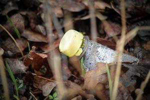 Begagnade plast vatten flaska i brun löv och gräs. avfall, förorening och återvinning problem begrepp foto