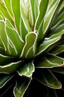 saftig växt närbild, färska blad detalj av agave victoriae reginae foto