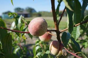 mogen persikor på de träd. växande persikor i de trädgård. foto