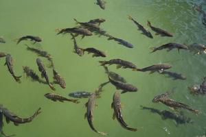 folkmassan av fisk simning i damm - se från de ovan foto