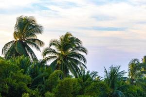 tropisk naturlig handflatan träd kokosnötter blå himmel i Mexiko. foto