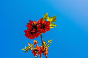 orange blommor på erythrina caffra träd iin vår foto