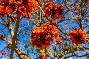 orange blommor på erythrina caffra träd iin vår foto