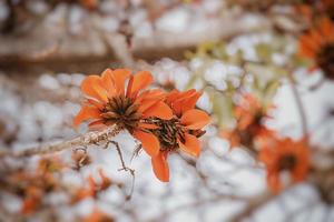 orange blommor på erythrina caffra träd iin vår foto