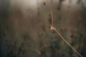 snigel på en buske i ett höst dag naturlig minimalistisk bokeh bakgrund foto