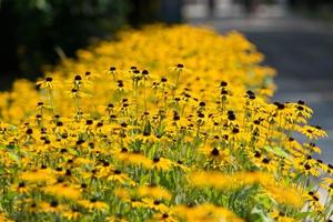 lapp av rudbeckia hirta eller svartögda susanblommor foto