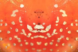 svamp amanita muscaria känd som flyga agaric med ljus röd hatt och Färg häller amanitaceae familj psychedelic resa hög kvalitet psychedelic reklamblad fest mönster skriva ut foto