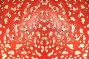 svamp amanita muscaria känd som flyga agaric med ljus röd hatt och Färg häller amanitaceae familj psychedelic resa hög kvalitet psychedelic reklamblad fest mönster skriva ut foto
