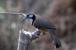 större halsband Laughingthrush eller pterorhinus pectoralis sett i rongtong foto